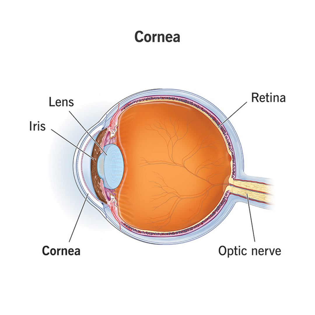 Cornea